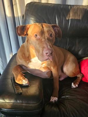 Caesar, Pit Bull Terrier, adult, available for adoption