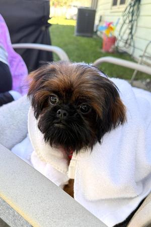 Cookie the Shiffon, Shih Tzu / Belgian Griffon, puppy, available for adoption