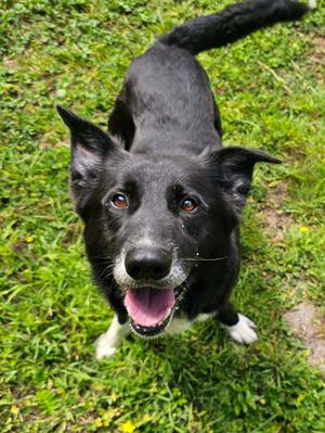 Owen, Border Collie / Shepherd, adult, available for adoption