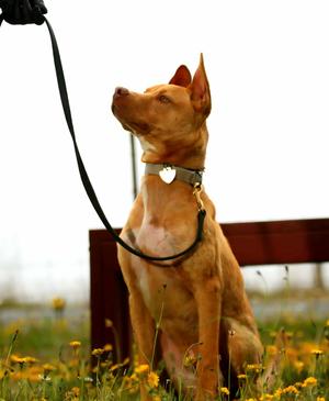 A brown dog sitting on a grassy field with yellow flowers, wearing a collar and leash, looking up at a person holding the leash.