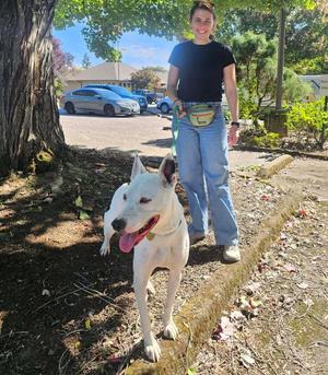 Ash, Pit Bull Terrier, adult, available for adoption