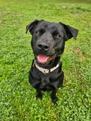 Jasmine, Black Labrador Retriever, young, available for adoption