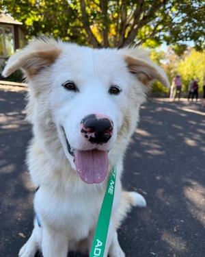 Buster, Great Pyrenees, young, available for adoption