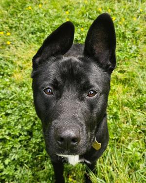 Knox, Pit Bull Terrier / Labrador Retriever, young, available for adoption