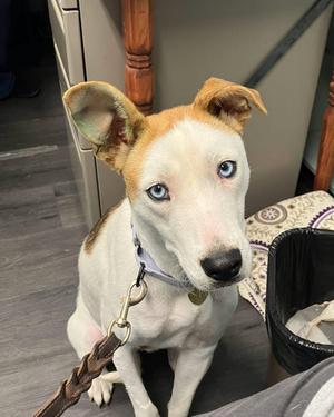 Freckles, Shepherd / Cattle Dog, adult, available for adoption