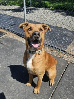 Benny, Mixed Breed, adult, available for adoption