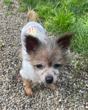 Nana, Chihuahua / Terrier, senior, available for adoption