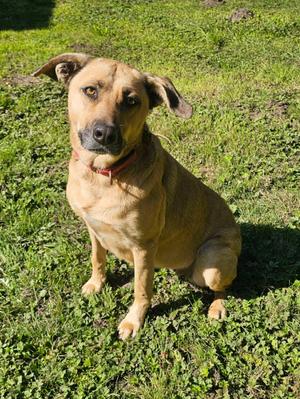 Molly, Shepherd, adult, available for adoption