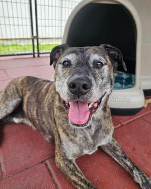 Fabian, Plott Hound, adult, available for adoption
