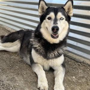 BELLITA, Husky, senior, available for adoption