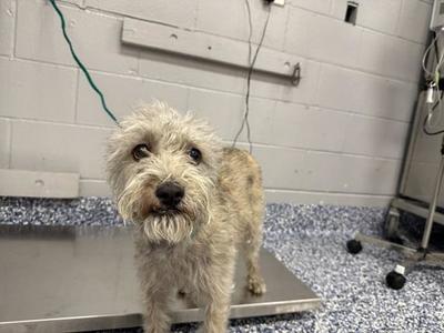 BELLA, Terrier, adult, available for adoption
