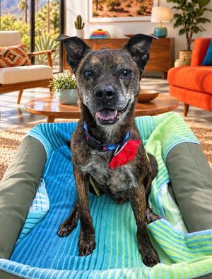 BERNY, Pit Bull Terrier, senior, available for adoption