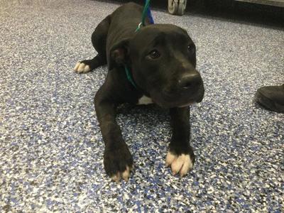 BILLY, Pit Bull Terrier, young, available for adoption
