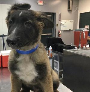 A1941049, Belgian Shepherd Malinois, puppy, available for adoption