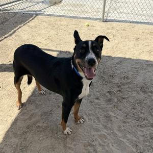 BUD, Labrador Retriever, adult, available for adoption