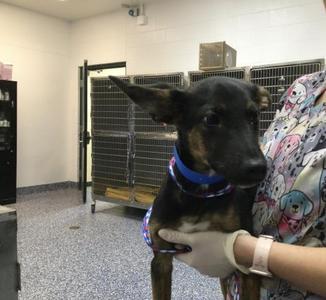 BILLY, Terrier, young, available for adoption