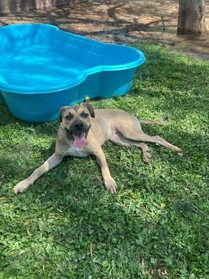 BUFFY, Pit Bull Terrier, young, available for adoption