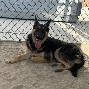 BETHANY, German Shepherd Dog, adult, available for adoption