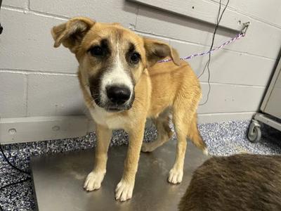 A1927676, German Shepherd Dog, young, available for adoption