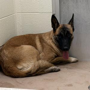BLAINE, German Shepherd Dog, young, available for adoption