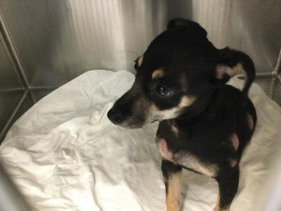 A1939657, Chihuahua, adult, available for adoption