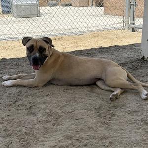 ATHENA, Pit Bull Terrier, adult, available for adoption
