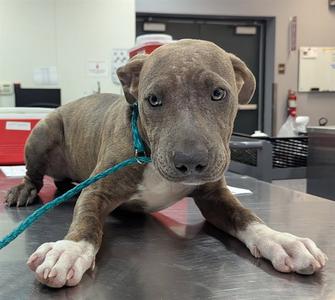 A1936304, Pit Bull Terrier, young, available for adoption