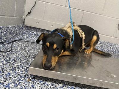 ALVIN, Doberman Pinscher, young, available for adoption