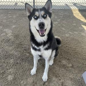 A black and white husky dog with bright blue eyes sits on dirt ground, looking directly at the camera with its mouth open and tongue slightly out.