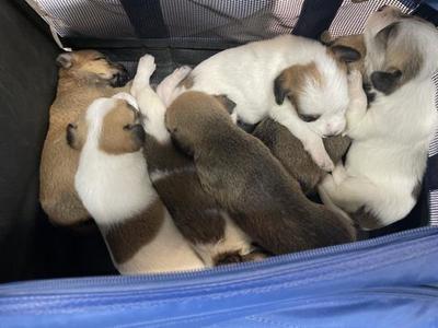 A1929907, Terrier, puppy, available for adoption