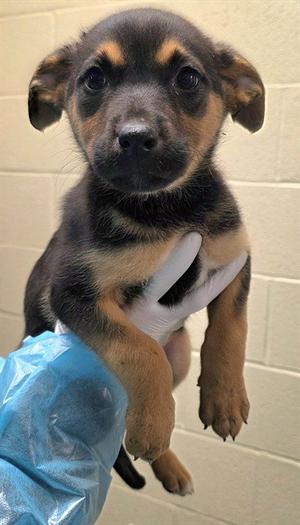 CLOVER, German Shepherd Dog, young, available for adoption
