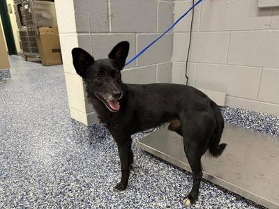 A1930423, Terrier, adult, available for adoption