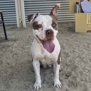 BETSY, Pit Bull Terrier, adult, available for adoption