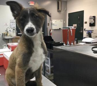 A1941051, Belgian Shepherd Malinois, puppy, available for adoption