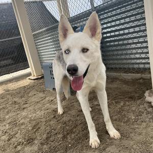 A white dog with blue eyes and a pink tongue sticking out, standing in a fenced enclosure.