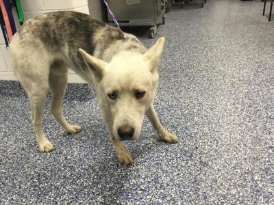 A1928380, Siberian Husky, adult, available for adoption