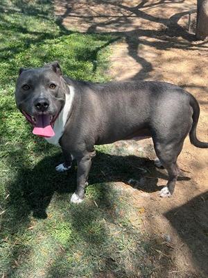 BUSTER, Pit Bull Terrier, adult, available for adoption