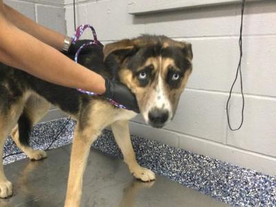 A1928564, Husky / German Shepherd Dog, adult, available for adoption