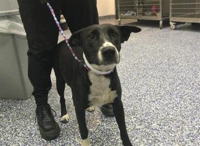 A1939625, Pit Bull Terrier, young, available for adoption