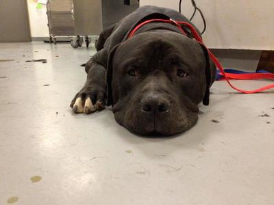 BRUTUS, Cane Corso Mastiff, adult, available for adoption