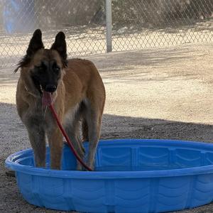 BLOOM, German Shepherd Dog, young, available for adoption