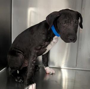A1936305, Pit Bull Terrier, young, available for adoption