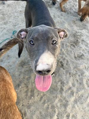 BLUE, Pit Bull Terrier, adult, available for adoption