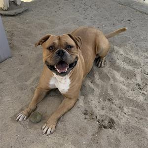 A happy brown dog lying in the sand with a tennis ball.