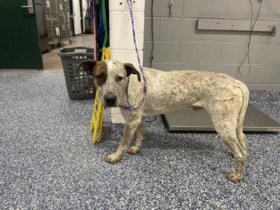 A1928465, Australian Cattle Dog/Blue Heeler / Pit Bull Terrier, young, available for adoption