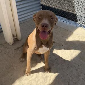 BAILEY, Pit Bull Terrier, young, available for adoption