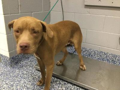 BAILEY, Pit Bull Terrier, young, available for adoption