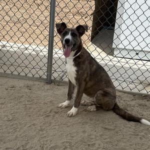 AMELIA, German Shepherd Dog, young, available for adoption