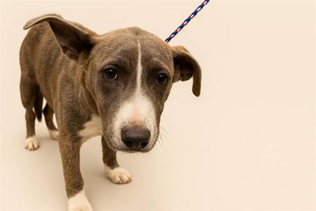 A1927675, German Shepherd Dog, young, available for adoption