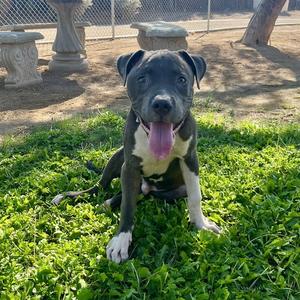 ACE, Pit Bull Terrier, puppy, available for adoption